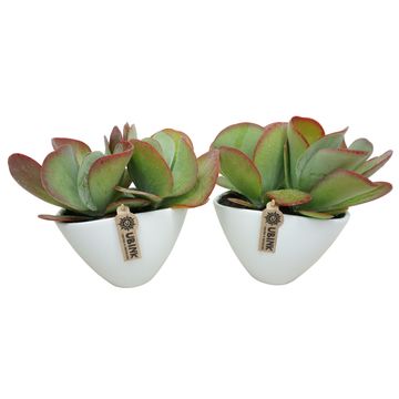Kalanchoe thyrsiflora RED LIPS