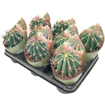 Ferocactus stainesii