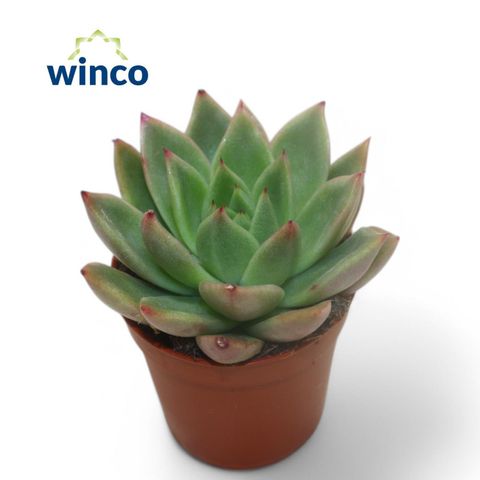 Echeveria agavoides