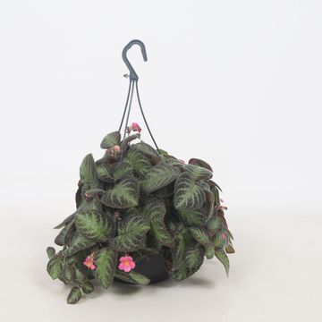 Episcia 'Pink Panther'