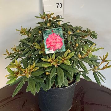 Rhododendron 'Hydon Hunter' (Y)