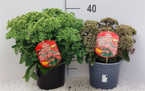 Sedum spectabile