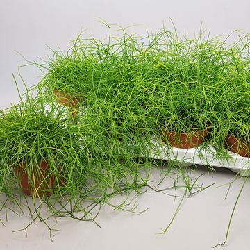 Rhipsalis baccifera 'Oasis'