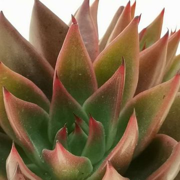 Echeveria agavoides 'Victor Reiter'