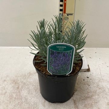 Lavandula x intermedia 'Grosso'