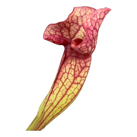 Sarracenia 'Ewelina'