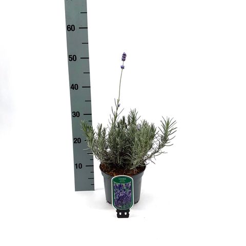 Lavandula angustifolia 'Munstead'