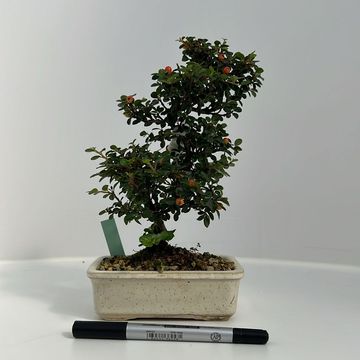 Cotoneaster horizontalis