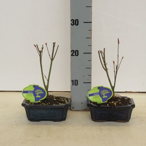 Acer palmatum 'Атропурпуреум'