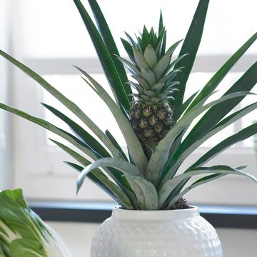 Ananas 'Champaca'