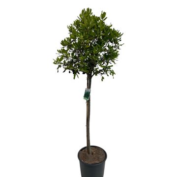 Quercus ilex