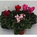 Cyclamen persicum HALIOS MIX