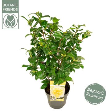 Camellia x williamsii 'Jury's Yellow'