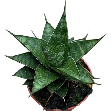 Sansevieria 'Prabu'
