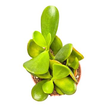 Crassula ovata 'Sunset'