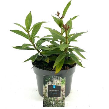 Veronicastrum virginicum 'Pink Glow'