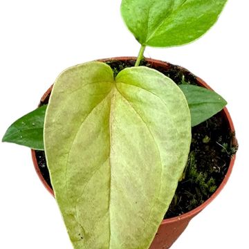 Anthurium chamberlainii