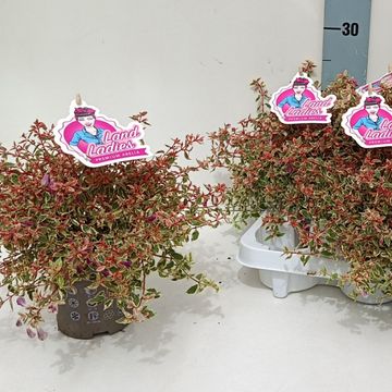 Abelia x grandiflora SWIRLEY BELLS