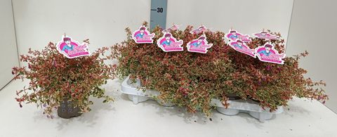 Abelia x grandiflora SWIRLEY BELLS