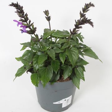 Salvia SALGOON LAKE GEORGE
