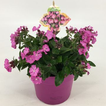 Silene 'Rollies Favorite'