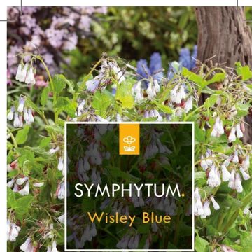Symphytum grandiflorum 'Wisley Blue'