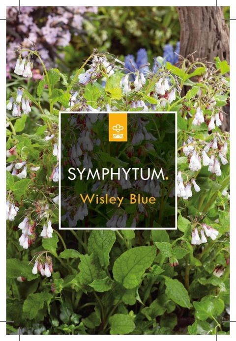 Symphytum grandiflorum 'Wisley Blue'