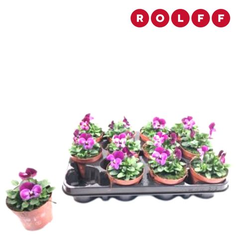 Виола EVO MINI RASPBERRY JOKER