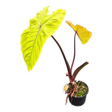 Colocasia 'Hybrid Oriole'