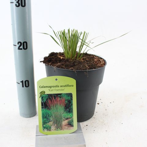 Calamagrostis x acutiflora 'Overdam'