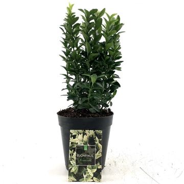 Euonymus japonicus 'Francien'