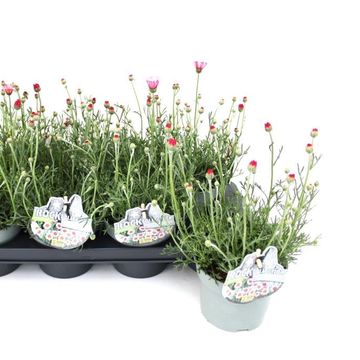 Rhodanthemum hosmariense