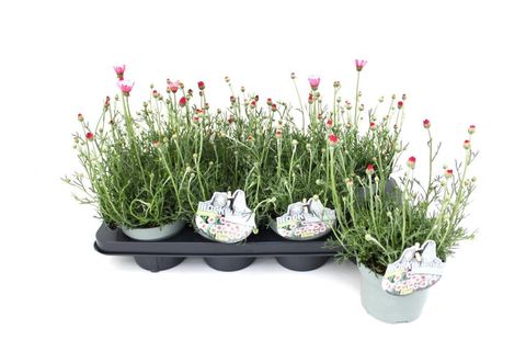 Rhodanthemum hosmariense