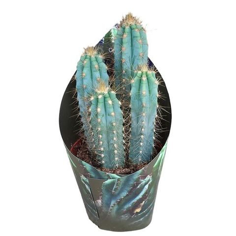 Pilosocereus azureus