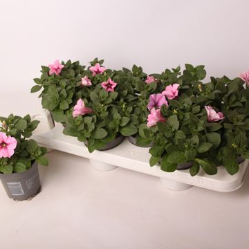 Petunia ALPE TUNIA ROSE