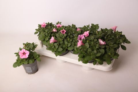Petunia ALPE TUNIA ROSE