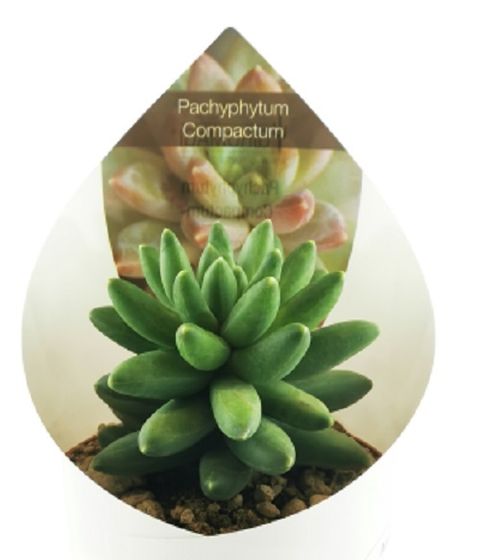Pachyphytum compactum