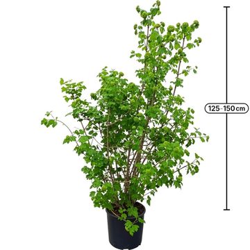 Viburnum opulus 'Roseum'