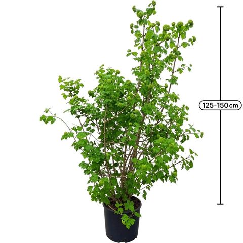 Viburnum opulus 'Roseum'