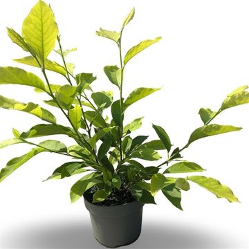 Magnolia x soulangeana