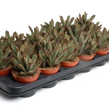 Kalanchoe tomentosa 'Aida'