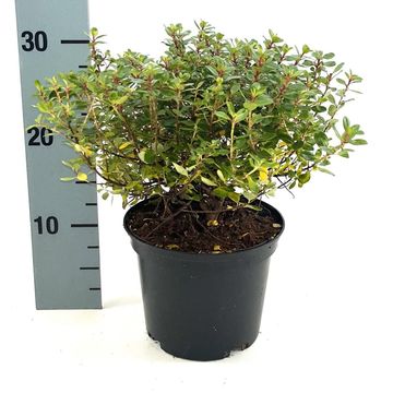 Escallonia 'Red Dream'