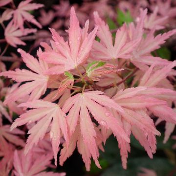 Acer palmatum 'Taylor'