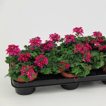 Verbena LASCAR HOT ROSE