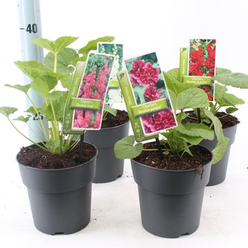 Alcea rosea CHATER'S DOUBLE MIX