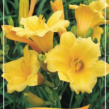 Hemerocallis 'Stella de Oro'