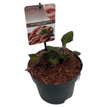 Smallanthus sonchifolius