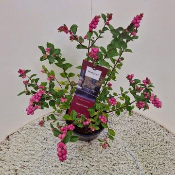 Symphoricarpos MAGICAL CANDY