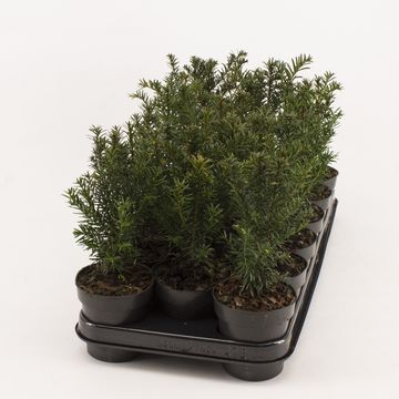 Taxus baccata