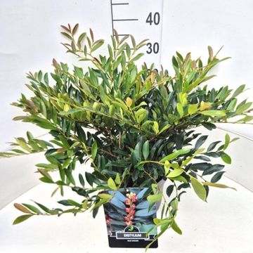 Distylium BLUE CASCADE
